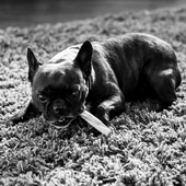 Feel-Photo HOCHWERTIGE PORTRAIT-, BUSINESS- & EVENTFOTOGRAFIE AUS EINER HAND! 035